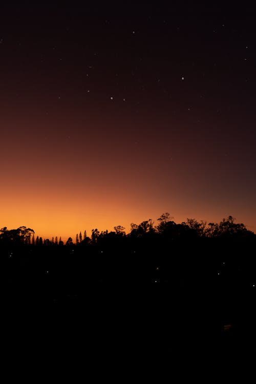 Forest against Sunset Sky 