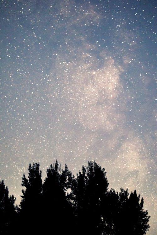 Star Field over Tree