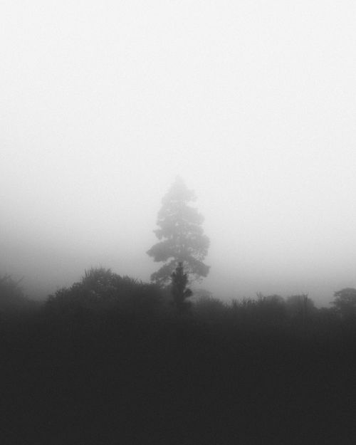 Free A lone tree emerges from dense fog creating an atmospheric and mysterious landscape. Stock Photo