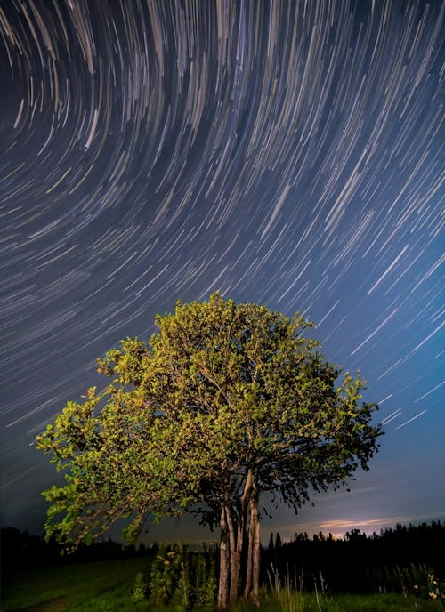 Foto d'estoc gratuïta de arbre, cel nocturn, espai per a text