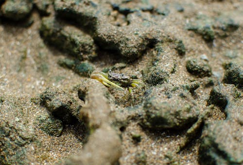 Foto profissional grátis de areia, caranguejo, chão
