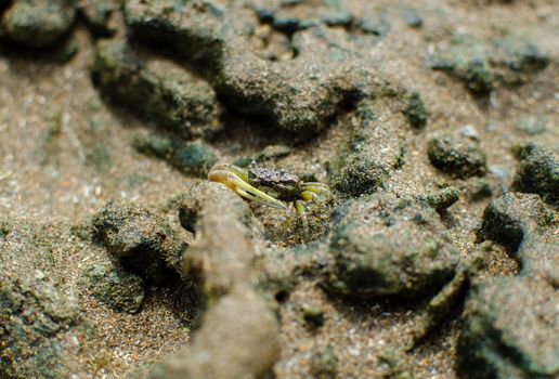 A close-up of a fiddler crab blending with sandy surroundings in Brazil.
