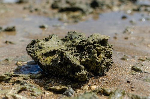 Coral Stone on Beach