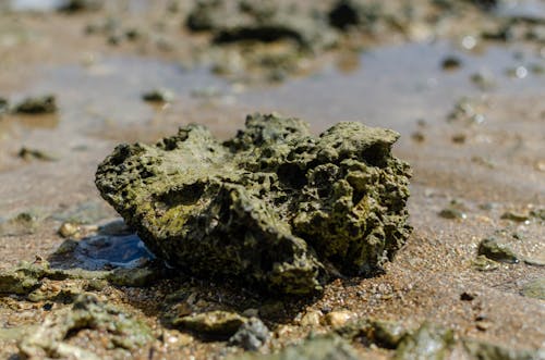 Foto profissional grátis de coral, corroído, foco seletivo