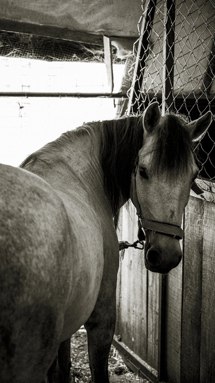 Horse In Stable