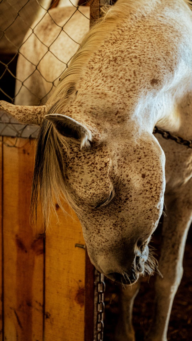 White Horse Head In Stable