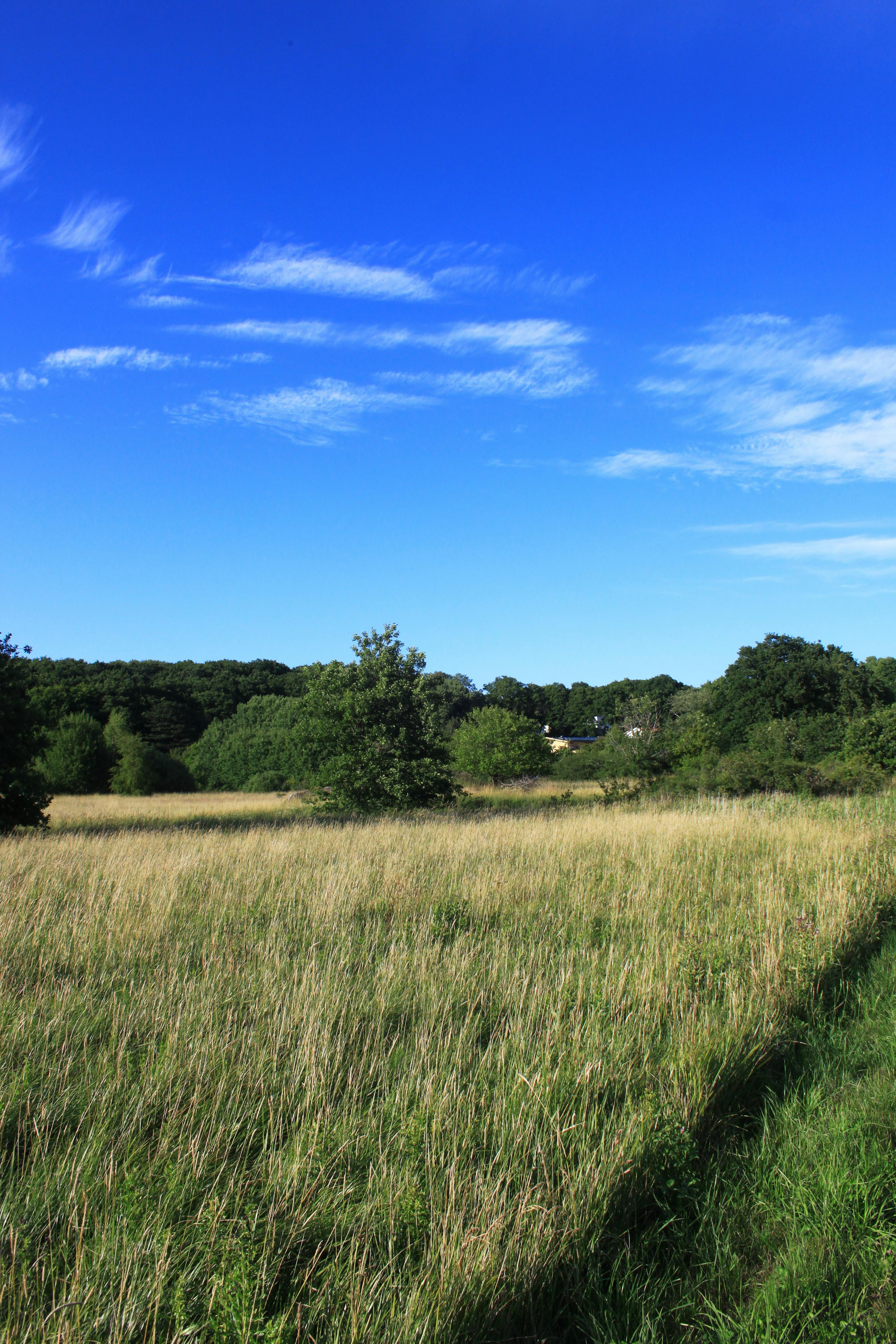 Countryside Landscape with a Green Hayfield · Free Stock Photo