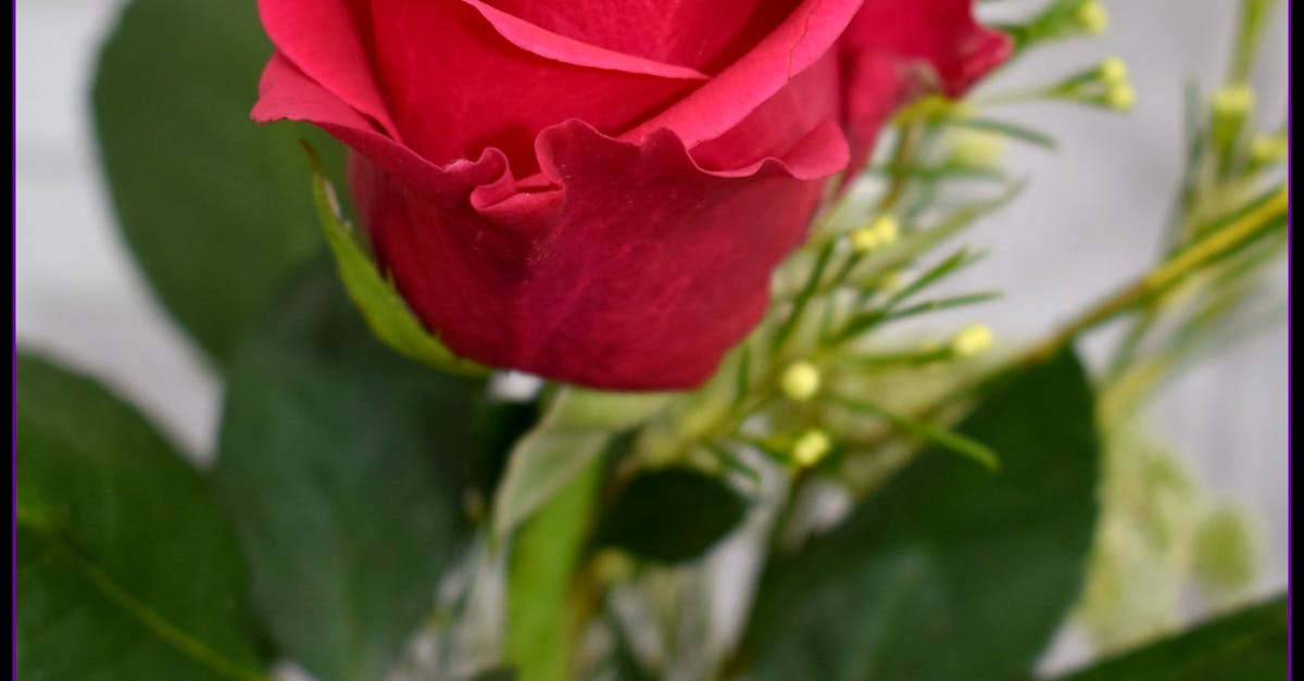 Free stock photo of Single Rose