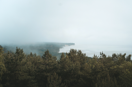 Free Fog covering the coastal forest landscape at Kaliningrad, Russia. Serene and mystic view. Stock Photo