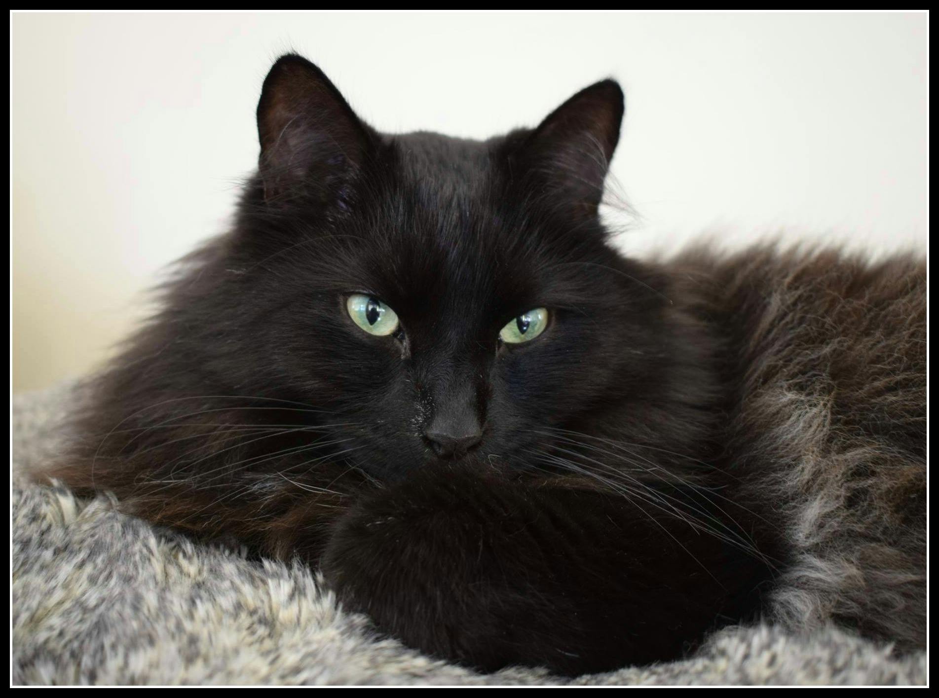 ふわふわ黒猫の無料の写真素材 ふわふわ黒猫の無料の写真素材