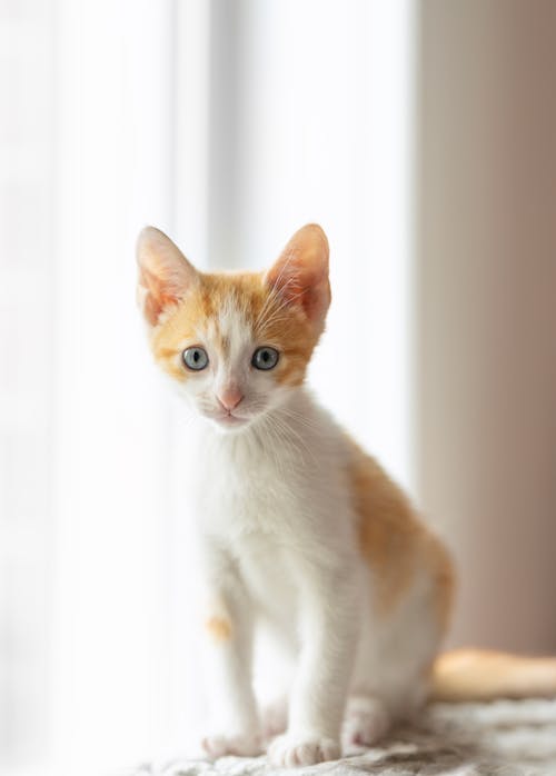 Close up of Sitting Kitten