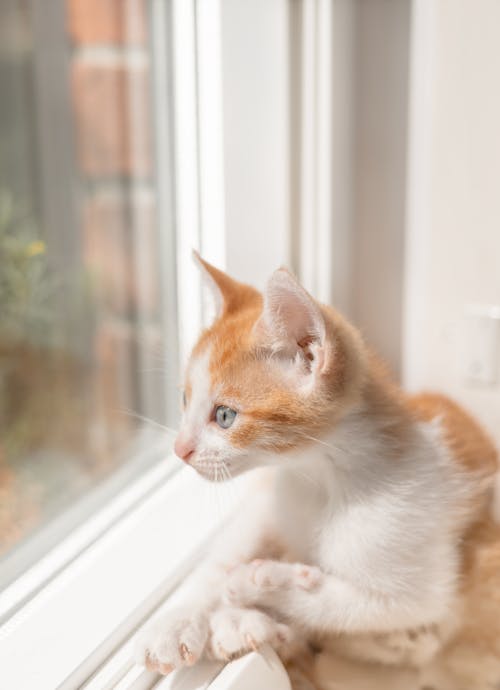 A Cat by a Window