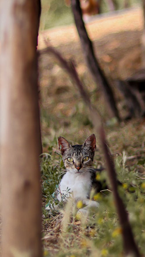 Gratis stockfoto met aarde, dierenfotografie, gras