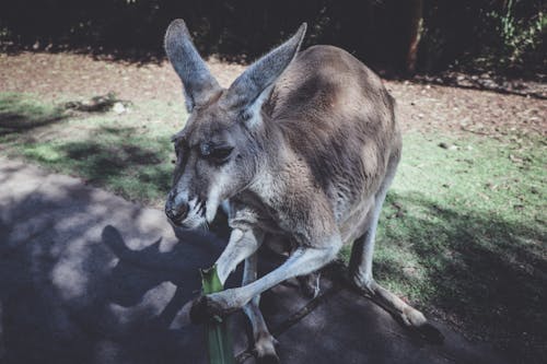 Brązowy Kangur Trzyma Zielony Liść