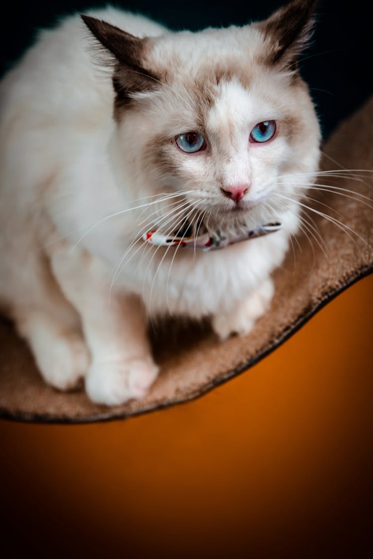 Portrait Of White Cat