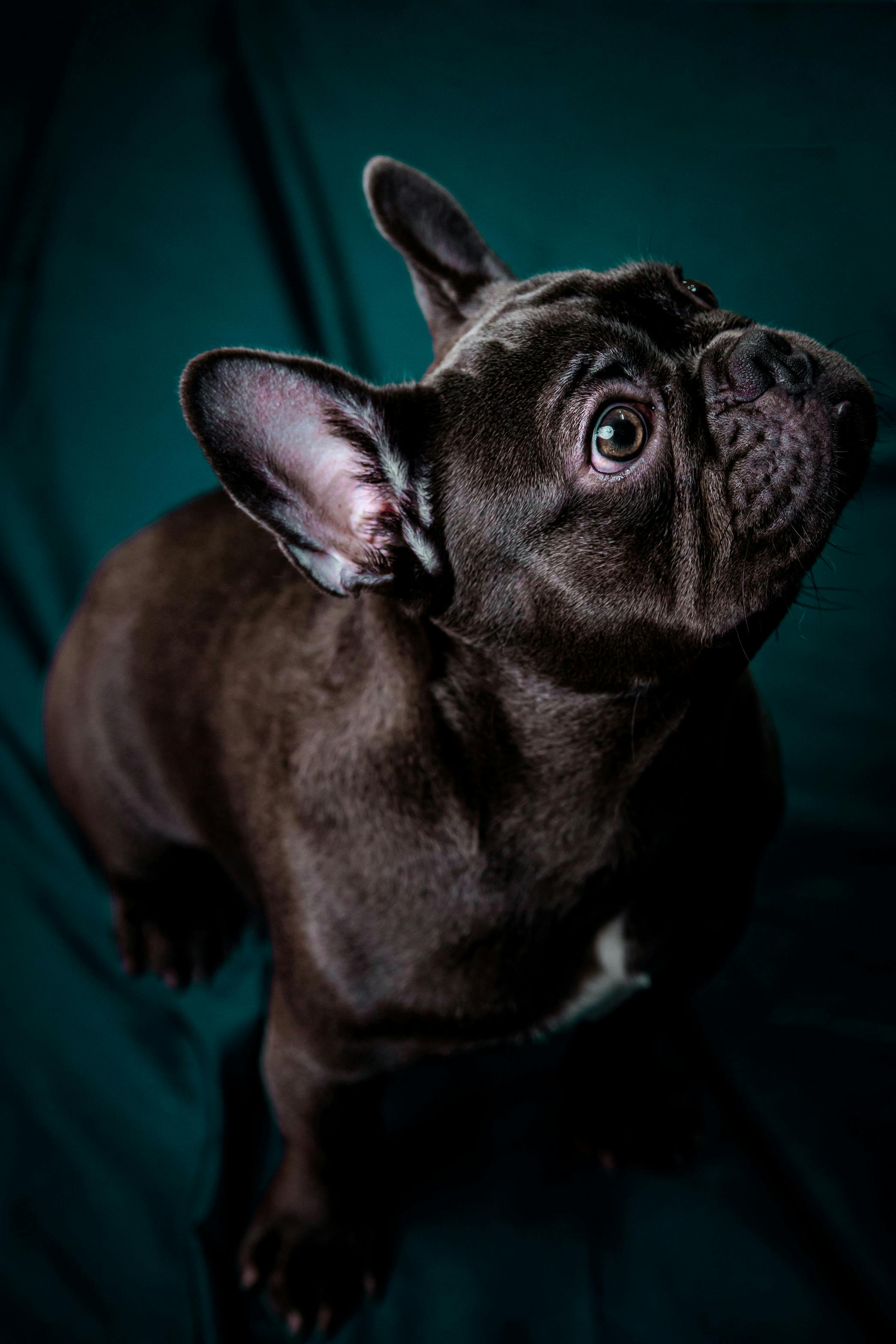 french bulldog dog