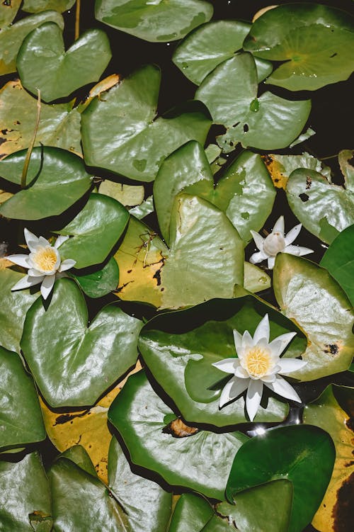 White Flowers among Water Lilies