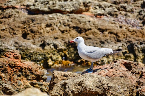 Imagine de stoc gratuită din a închide, birdwatching, coastă
