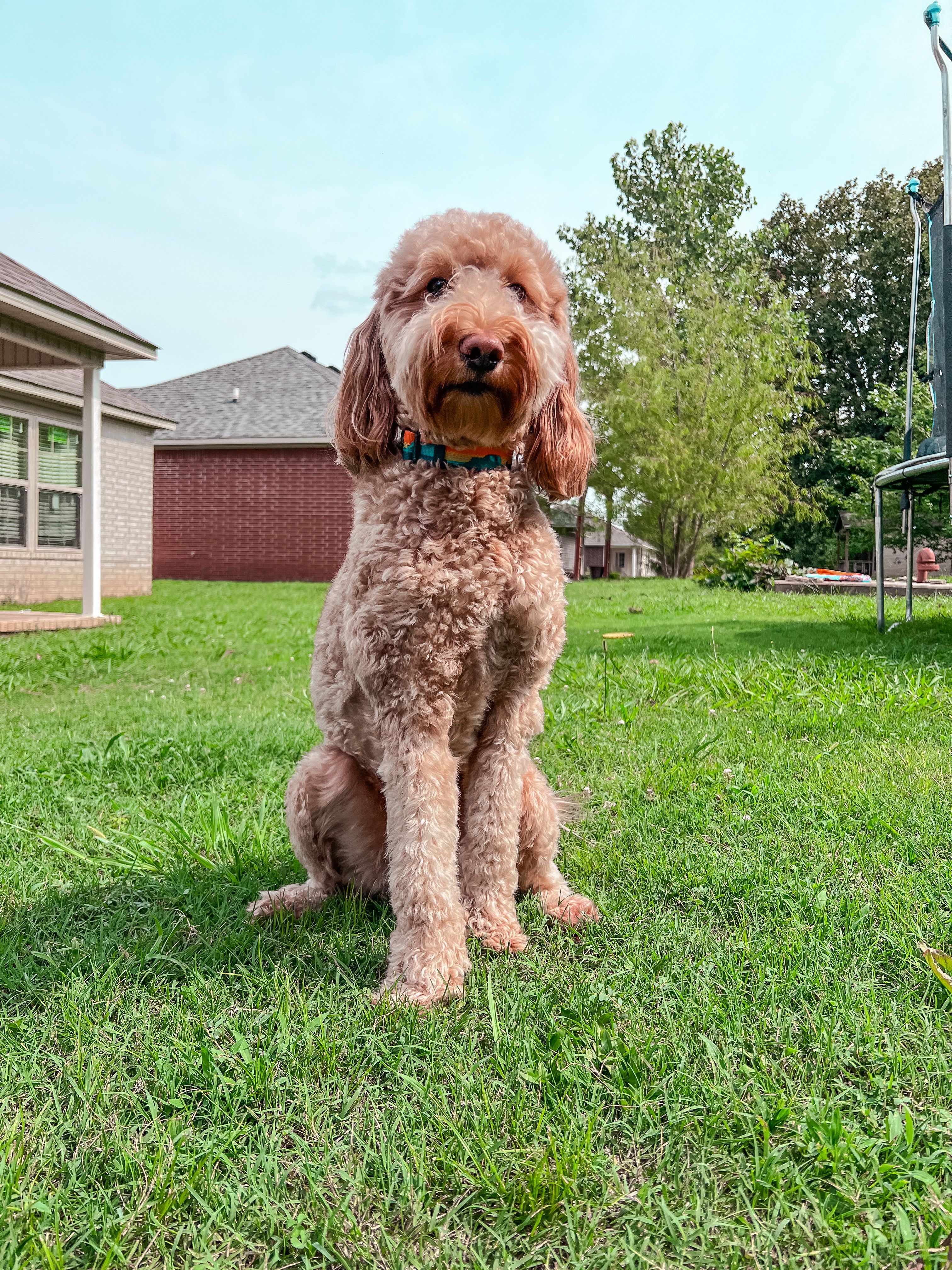 Labradoodle Dog Sitting on Grass · Free Stock Photo