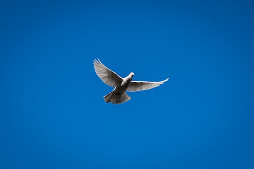 Foto d'estoc gratuïta de a l'aire lliure, ales, animal