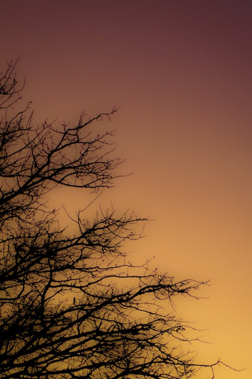 Foto d'estoc gratuïta de a l'aire lliure, arbre, botswana