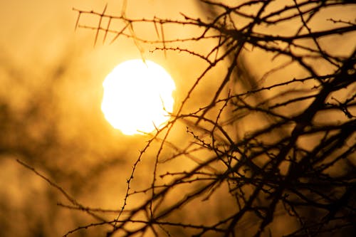 Foto d'estoc gratuïta de a l'aire lliure, arbres, arbustos