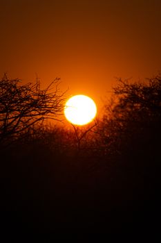 A breathtaking sunset in Mokolodi, Botswana with acacia branches silhouetted against the glowing orange sky.