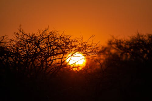 Foto d'estoc gratuïta de a l'aire lliure, Àfrica, arbustos