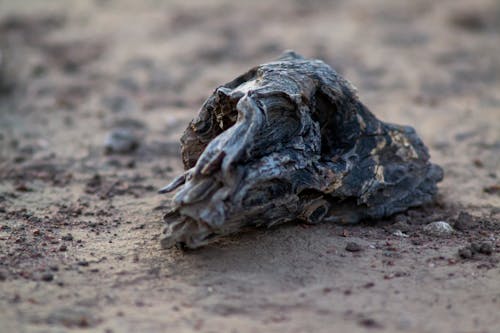 Foto d'estoc gratuïta de a l'aire lliure, botswana, enganxar