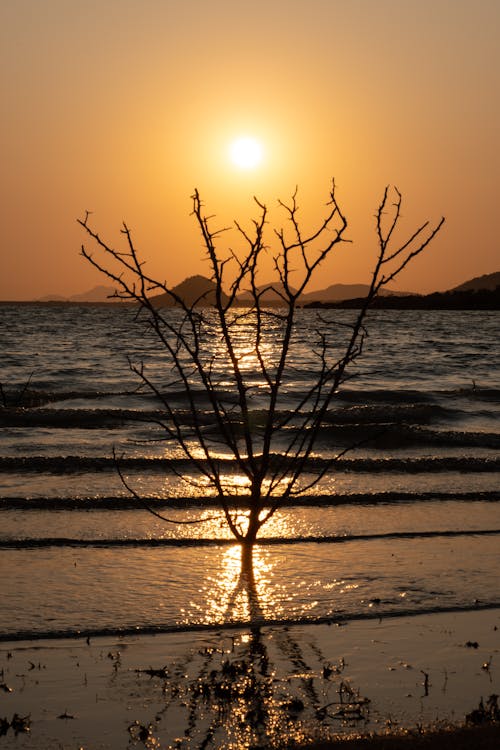 Bare Branches on Sea Shore at Sunset