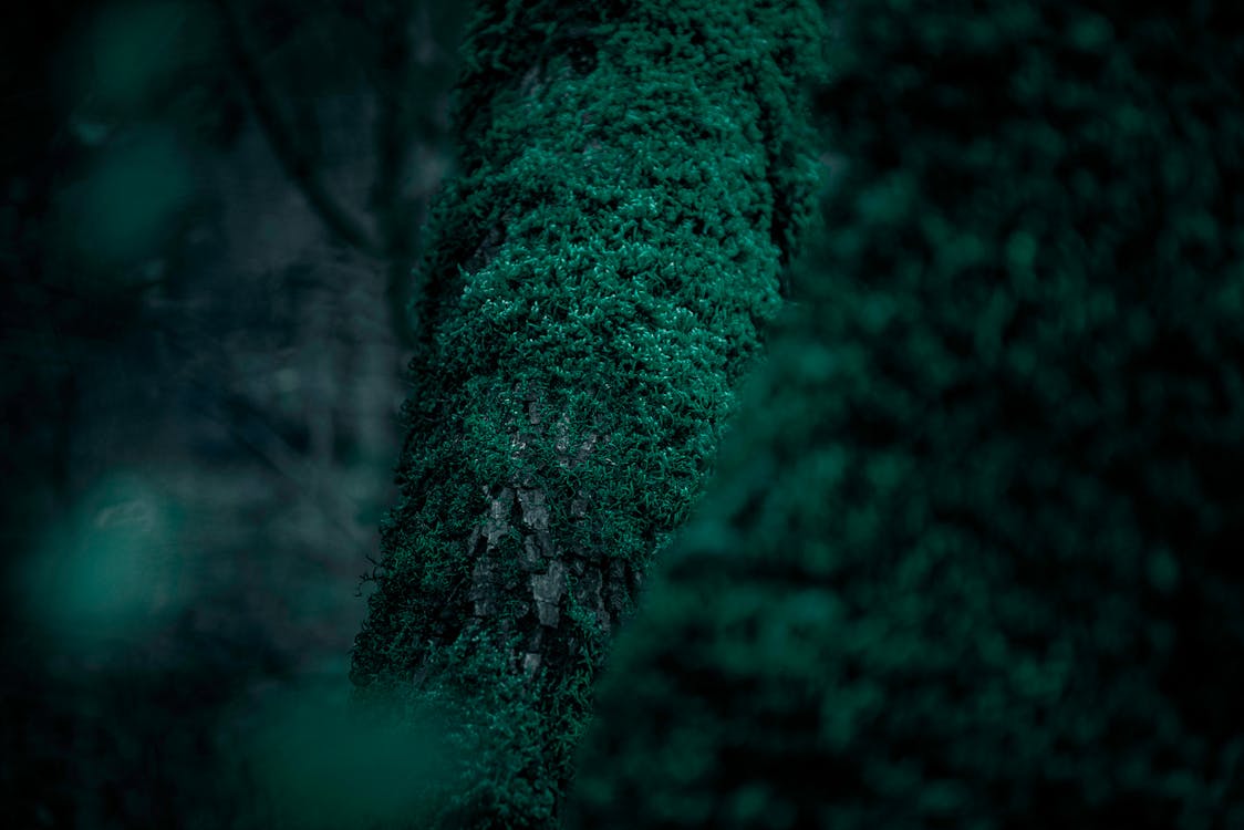 Free stock photo of forest, green, greenish