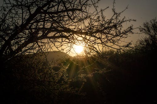 Foto d'estoc gratuïta de a l'aire lliure, arbres, arbust