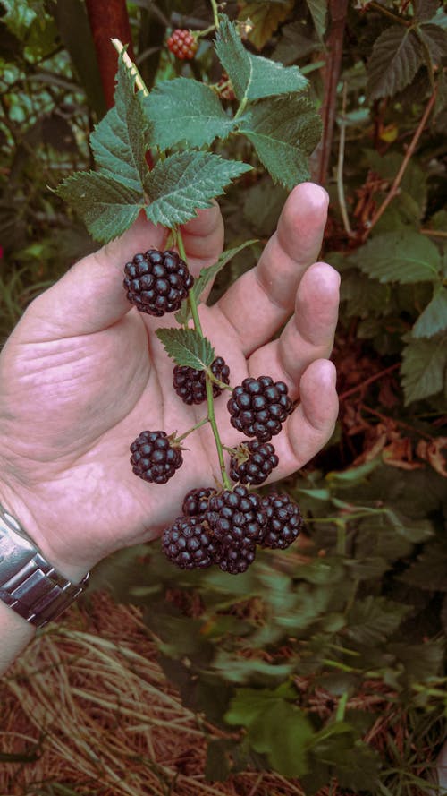 Fotobanka s bezplatnými fotkami na tému bobule, černice, držanie