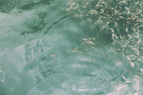 Free Peaceful water surface with subtle ripples and submerged plants, showcasing natural beauty and tranquility. Stock Photo