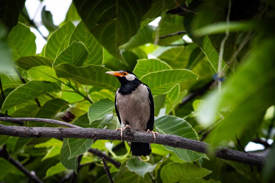 Close-up of an Indian Pied Myna perched on a branch surrounded by lush green leaves.