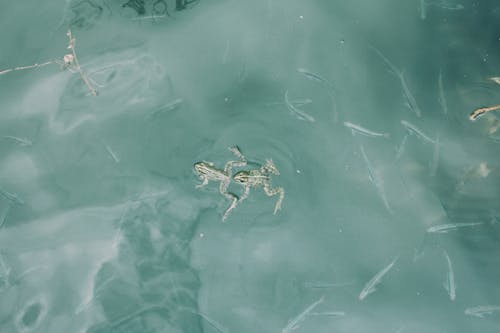 Two Frogs Swimming in Blue Pond Water
