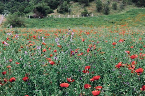 View of Poppies on a Rural Field 