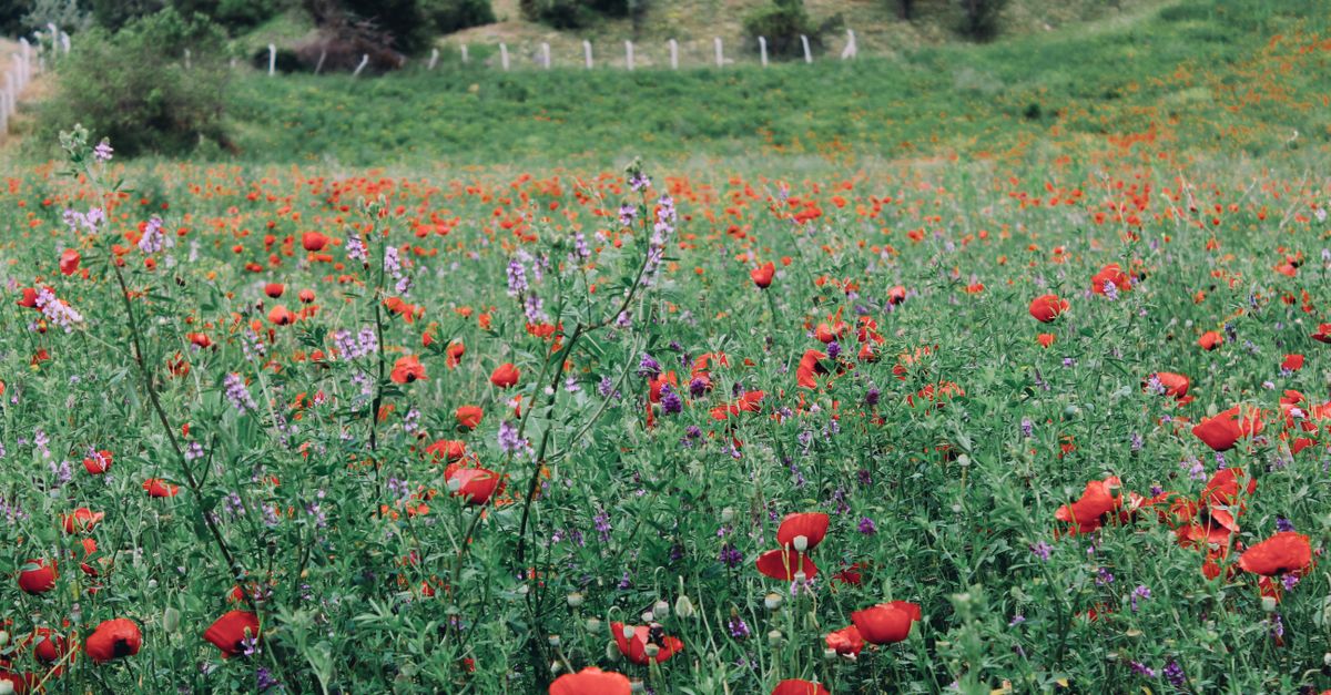 Wild Poppy
