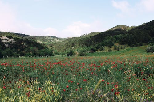 Foto stok gratis bidang, bukit, bunga poppy
