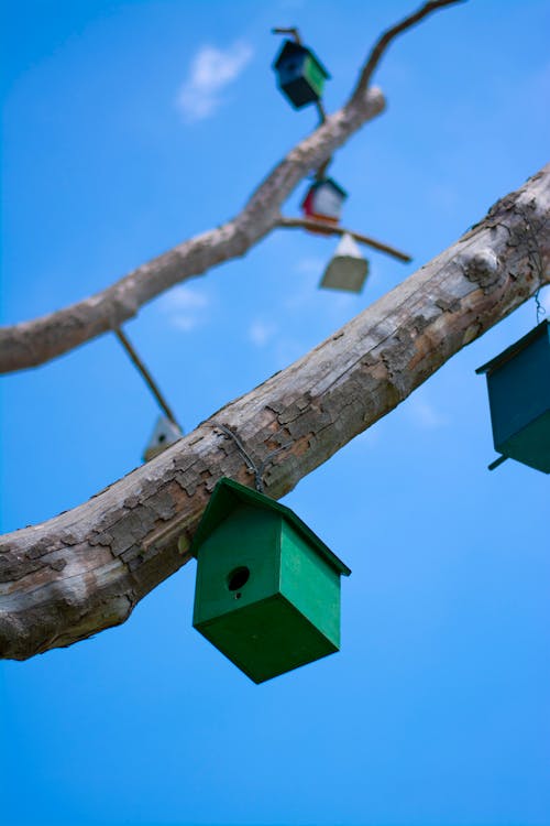 Ilmainen kuvapankkikuva tunnisteilla birdhouses, oksa, pesiä