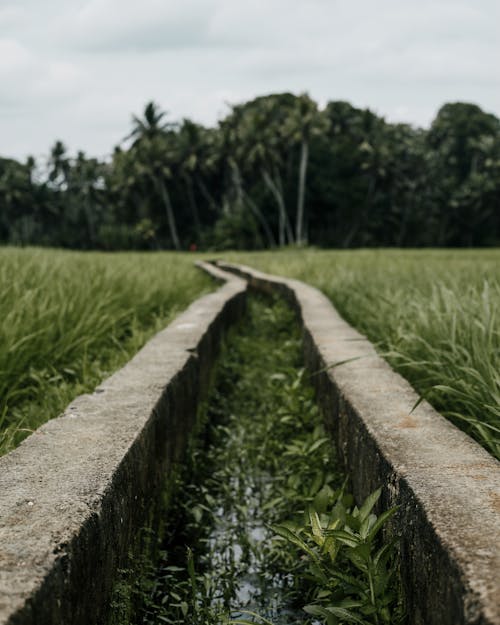 Foto profissional grátis de agricultura, área, arroz