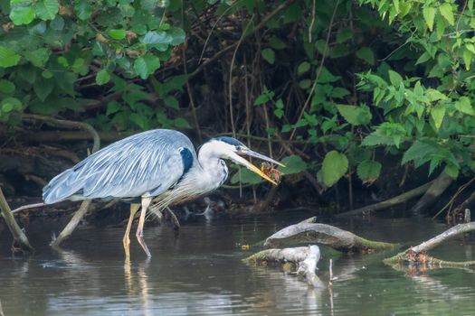 A great blue heron catches prey in a calm marsh setting, showcasing nature's elegance.