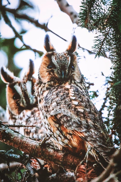 Free Two Brown Owls on Tree Branch Stock Photo