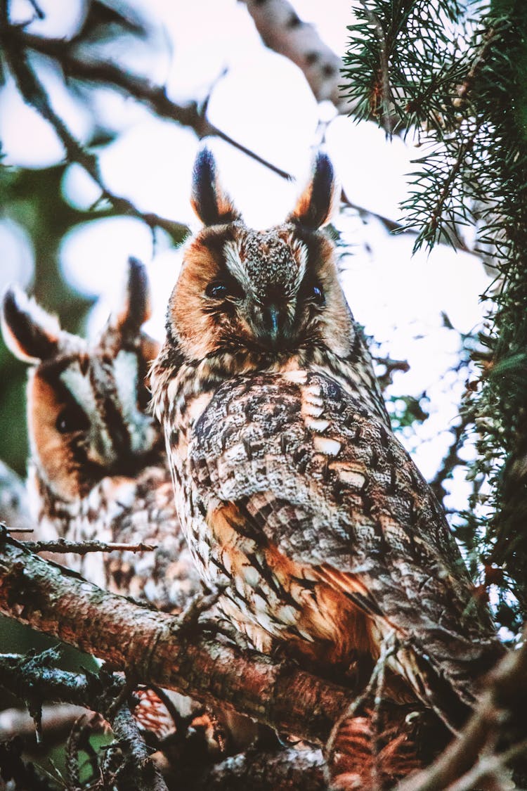 Two Brown Owls On Tree Branch