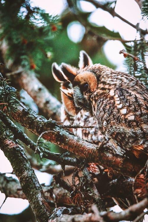 Photo of Brown Owl Perched on Tree Branch