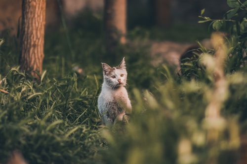 Free Adorable cat sitting alert in a green meadow surrounded by trees. Stock Photo