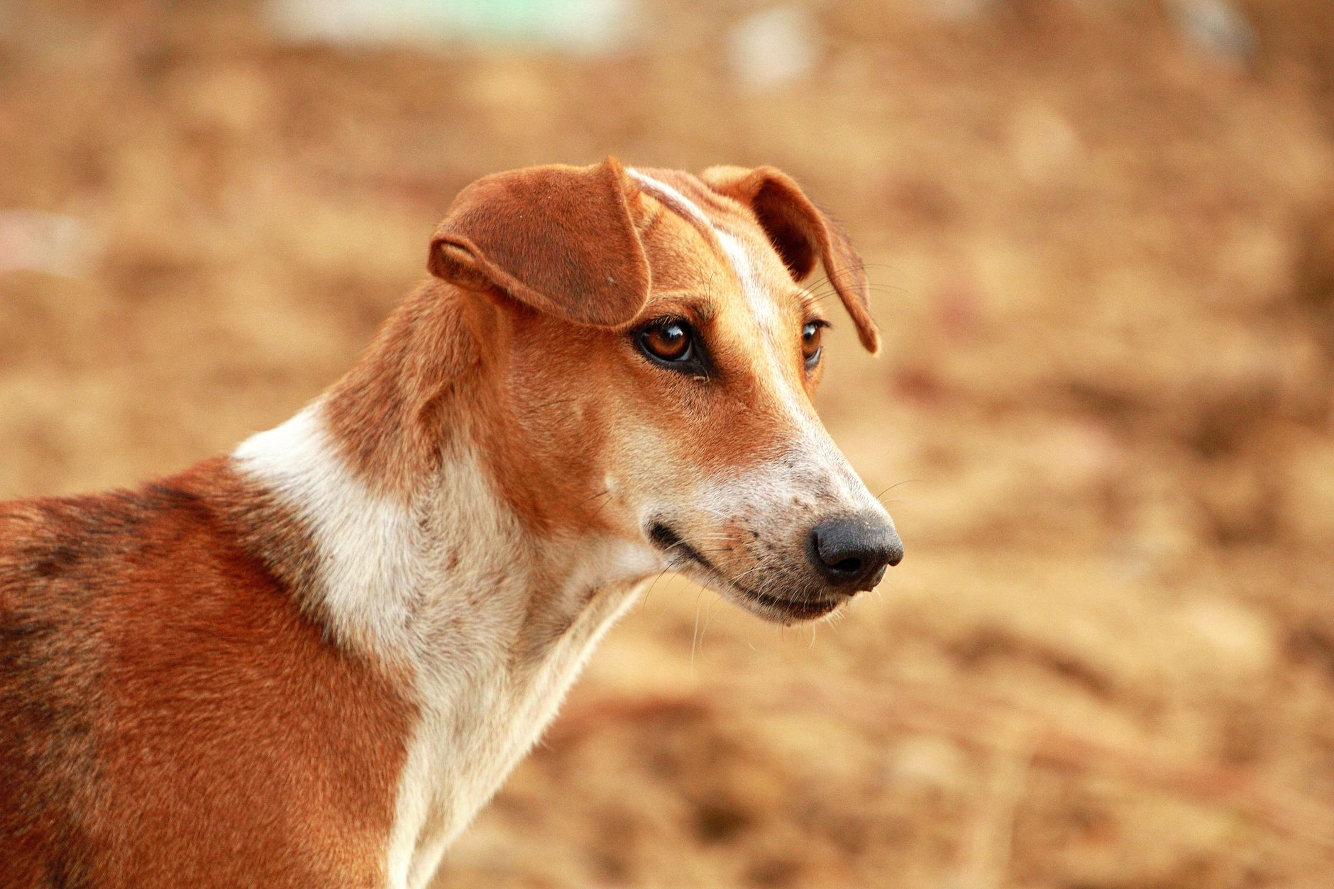 Veterinarian examining a dog during a checkup