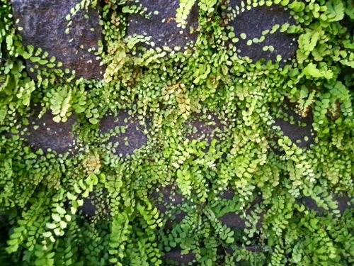 Free Plants grown on wall Stock Photo