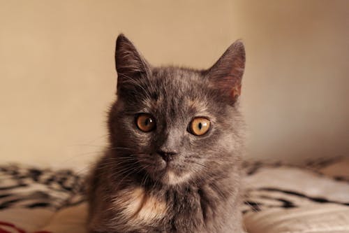 Free Gray Cat Lying on Bed Stock Photo