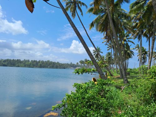 Free Trees on backwaters bank Stock Photo